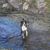 2008_hundeschueler_Talitha2