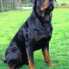 2008_hundeschueler_Terry