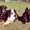 2008_hundeschueler_Titelbild_Hundeschule