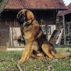 2008_hundeschueler_Votan