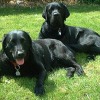 2008_hundeschueler_Zoro_Niki