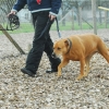 Hundeschule Fink, Wigoltingen Foto: Sabine Wunderlin