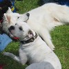 2008_hundeschueler_sonnen