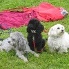 2008_hundeschueler_wir_sind_die_Groessten