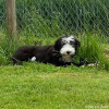 2022_hundeplus_welpen_31921a2f-d978-4553-8366-c0bab9bff6de