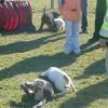 2008_welpen_054