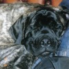 2008_welpen_Bismo