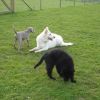 2008_welpen_DSC00696