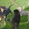 2008_welpen_DSC00697