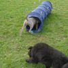 2008_welpen_DSC00702