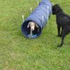 2008_welpen_DSC00704