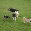 2008_welpen_DSC00719