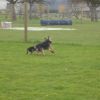 2008_welpen_DSC00725