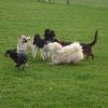 2008_welpen_DSC00726