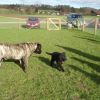 2008_welpen_DSC00732
