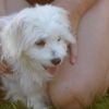 2008_welpen_DSC01511