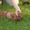 2008_welpen_DSC01514