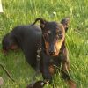 2008_welpen_DSC01515