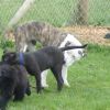 2008_welpen_DSC01730