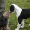 2008_welpen_DSC01731