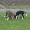 2008_welpen_DSC01740