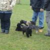 2008_welpen_DSC01741