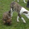 2008_welpen_DSC01742