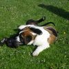 2008_welpen_DSC02209