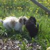2008_welpen_DSC02211