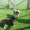 2008_welpen_DSC02213