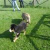 2008_welpen_DSC02214