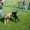 2008_welpen_DSC02215
