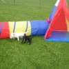 2008_welpen_DSC02954