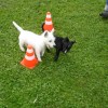 2008_welpen_DSC02955