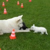 2008_welpen_DSC02960