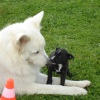 2008_welpen_DSC02961