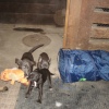 2008_welpen_DSC03115