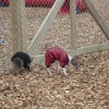2008_welpen_DSC03197