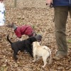 2008_welpen_DSC03202