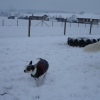 2008_welpen_DSC03334