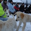 2008_welpen_DSC03336