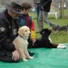 2008_welpen_DSC_0067
