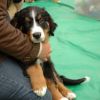 2008_welpen_DSC_0086