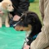 2008_welpen_DSC_0092