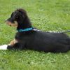 2008_welpen_DSC_0125