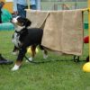 2008_welpen_DSC_0134