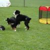 2008_welpen_DSC_0156