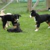 2008_welpen_DSC_0161
