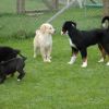 2008_welpen_DSC_0162