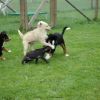 2008_welpen_DSC_0164